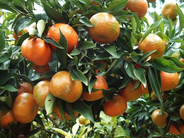 Tìm hiểu kỹ thuật trồng và chọn giống cam trồng