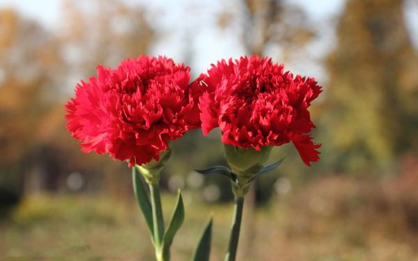 Những loại bệnh hại thường gặp khi trồng hoa cẩm chướng