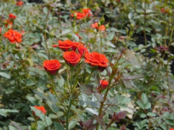 Kỹ thuật trồng và chăm sóc hoa hồng đẹp
