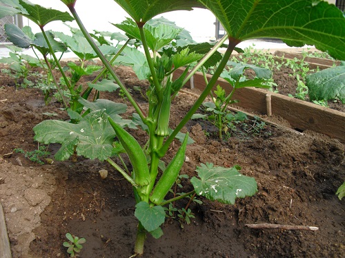 Hướng dẫn cách trồng cây đậu bắp tại nhà