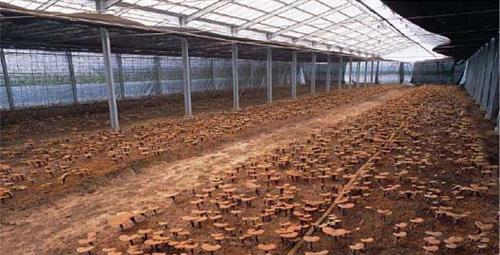 Kỹ thuật trồng nấm linh chi đỏ năng suất cao