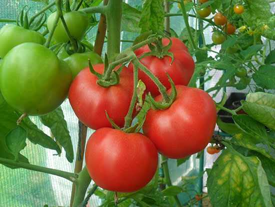 Phòng trừ bệnh hại trên cây cà chua