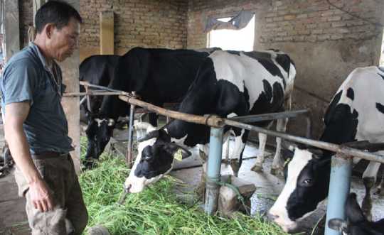 Phát triển đàn gia súc ăn cỏ gắn với liên kết chuỗi