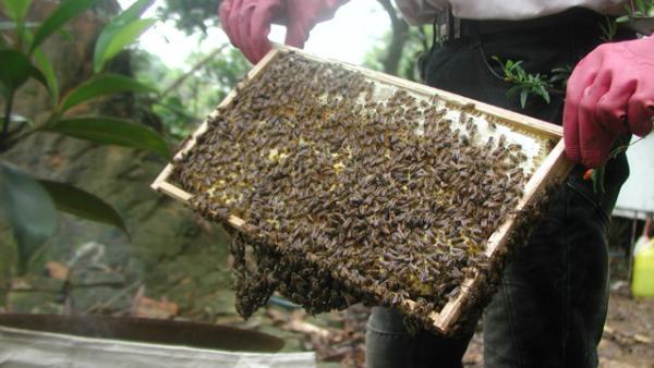 Kỹ thuật điều trị bệnh thối ấu trùng ở ong mật