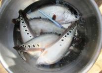 Mô hình nuôi cá thát lát cườm an toàn sinh học gắn với liên kết chuỗi trong sản xuất và tiêu thụ