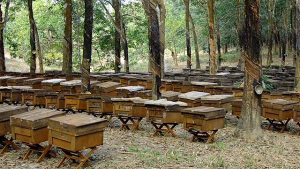 Kinh nghiệm hay trong quản lý nuôi ong theo thời vụ