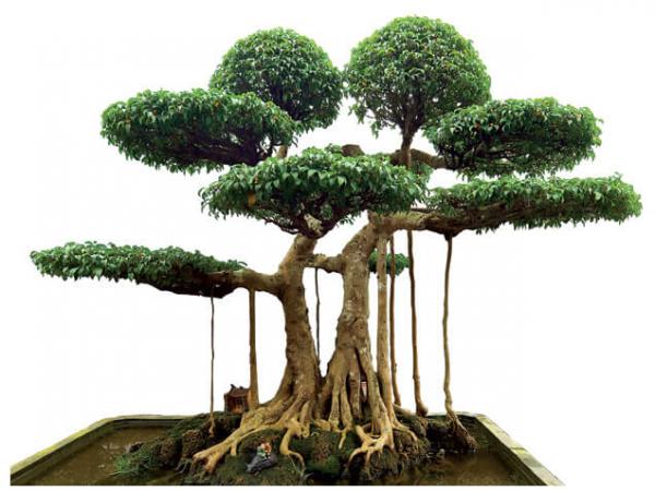 Ý nghĩa của trồng cây Sanh bonsai trong phong thủy