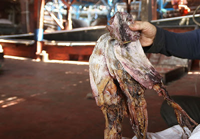 Nông thủy sản Việt điêu đứng vì không xuất được sang Trung Quốc