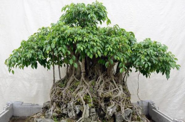 Kỹ thuật chăm sóc cho cây cảnh bonsai tại nhà