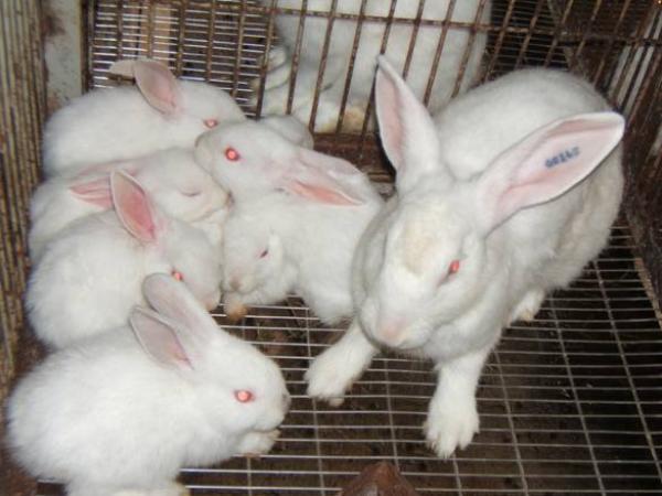 Kỹ thuật chăn nuôi thỏ sinh sản