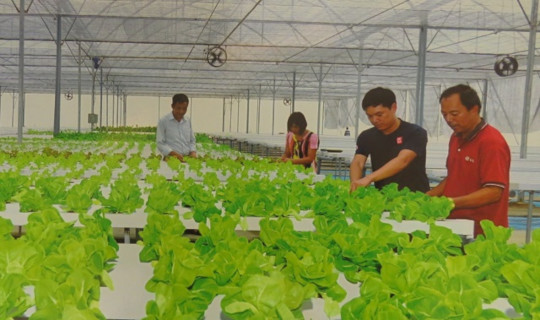 Mô hình trồng rau công nghệ Israel