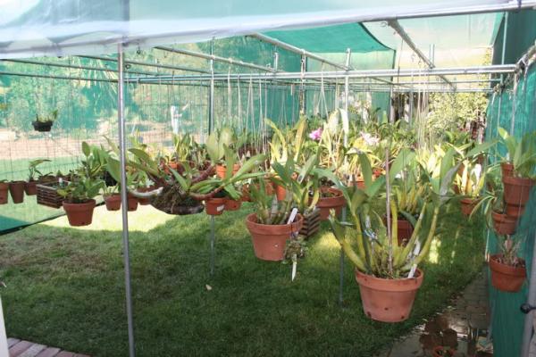 Cách kiểm soát độ ẩm khi trồng phong lan