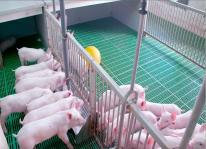 Mô hình chăn nuôi hữu cơ theo công nghệ vi sinh đẩy lùi dịch tả lợn châu Phi
