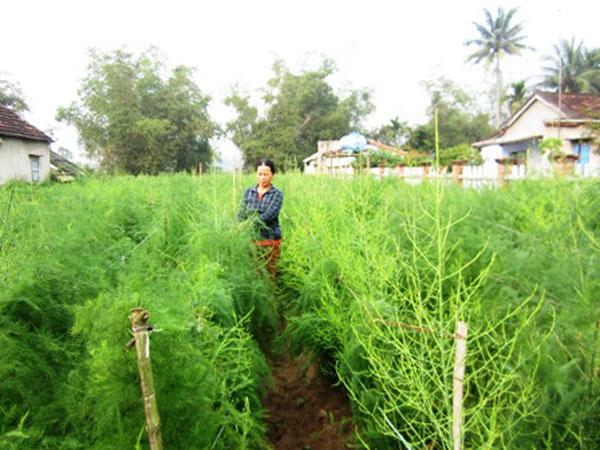Thu nhập cao nhờ trồng măng tây xanh