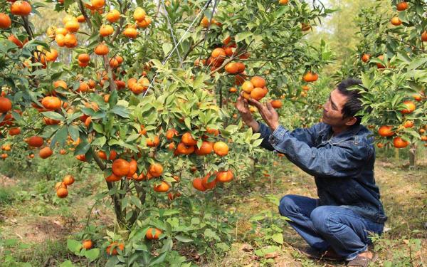 Kỹ thuật trồng cây cam sai quả