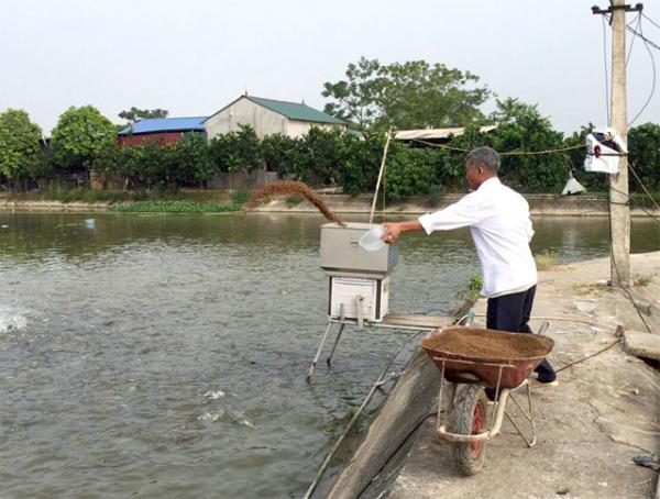 Làm giàu từ mô hình nuôi cá rô phi đơn tính theo tiêu chuẩn VietGap