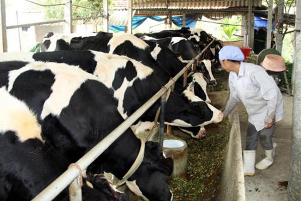 Thu nhập tiền tỷ từ mô hình chăn nuôi bò sữa hiệu quả