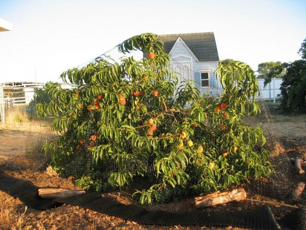 Kỹ thuật trồng cây đào sai quả