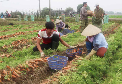 Nông dân thu tiền tỷ từ trồng cà rốt được mùa
