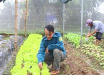 Kinh nghiệm trồng rau hữu cơ Nhật an toàn