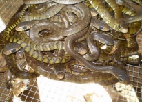 Kỹ thuật chọn và nuôi rắn hổ trâu (ráo trâu)