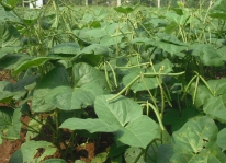Kỹ thuật trồng cây đậu đen vùng bán ngập