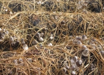 Kỹ thuật trồng nấm rơm