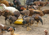 Mô hình nuôi gà nòi theo phương pháp sinh học