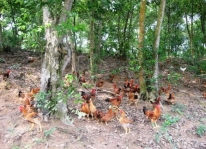 Mô hình nuôi thả gà trên núi