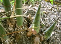 Kỹ thuật trồng và chăm sóc đơn giản làm tăng năng suất măng tre