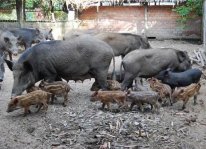 Kỹ thuật làm chuồng nuôi lợn rừng
