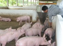 Kỹ thuật nuôi và chăm sóc lợn siêu nạc