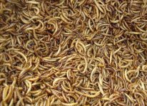 Cách nuôi sâu gạo làm thức ăn cho chim cảnh
