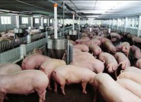 Bộ NN &amp;PTNT dự báo giá lợn hơi từ nay đến cuối năm sẽ không tăng