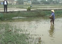 Thức ăn và kỹ thuật cho cua đồng ăn
