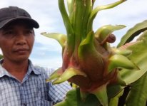 Bình Thuận: Ốc sên hoành hành vườn thanh long