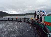 Phú Quốc: Triển vọng nuôi cá công nghiệp