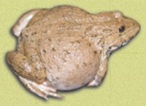 Tất tần tật các bệnh thường gặp ở ếch và cách phòng trị bệnh