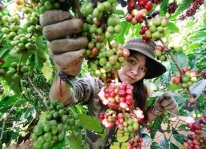 Giá công hái cà phê tăng cao, người nông dân lao đao