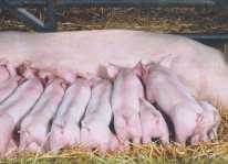 Kỹ thuật chăm sóc lợn nái khi mang thai