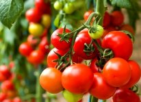 Tiêu chuẩn VietGAP về rau sạch