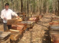 Cách chăm sóc ong mật