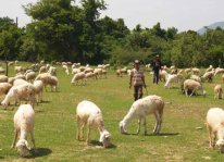 Tổng hợp kiến thức kỹ thuật chăn nuôi cừu