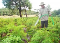 Làm giàu từ cây đinh lăng