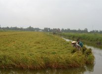 Hàng ngàn ha lúa bị đổ do mưa bão tại Kiên Giang