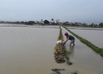 Hàng ngàn ha lúa mới sạ bị ngập tại Phú Yên