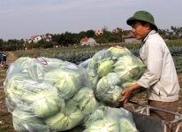 Bắc Giang: Giá rau tăng cao, dễ bán