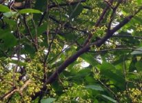 Kỹ thuật trồng và chăm sóc cây lá vối