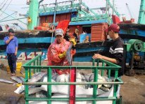 Ngư dân Bình ĐỊnh thu tiền tỷ đầu năm từ việc trúng đậm cá ngừ