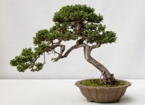 Kỹ thuật chung trong cấy ghép cây